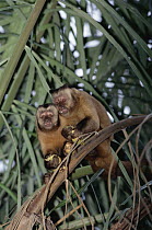 Brown Capuchin (Cebus apella) feeding on wild Palm (Scheelea phalerata) palm nuts, Caiman Ecological Refuge, Pantanal, Brazil