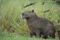 Capybara (Hydrochoerus hydrochaeris) in savannah marshland habitat, Caiman Ecological Refuge, Pantanal, Brazil