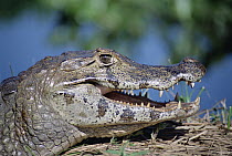 Jacare Caiman (Caiman yacare) portrait, Pantanal, Brazil