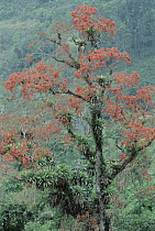 Erythrina tree laden with epiphytic bromeliad, south Bocaina National Park, Atlantic Forest, Brazil