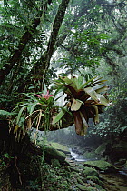 Bromeliads growing in trees along stream in Bocaina National Park, Atlantic Forest, Brazil
