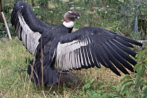 Andean Condor (Vultur gryphus) male spreads wings to warm himself, Condor Huasi Project, Hacienda Zuleta, Cayambe, Ecuador