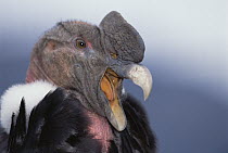Andean Condor (Vultur gryphus) adult male yawning, Condor Huasi Project, Hacienda Zuleta, Cayambe, Ecuador