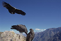 Andean Condor (Vultur gryphus) juvenile group socializing on cliff edge, Colca Canyon, Peru
