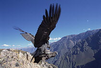 Andean Condor (Vultur gryphus) juvenile pair interacting on cliff edge, Colca Canyon, Peru