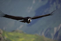 Andean Condor (Vultur gryphus) male riding thermal updraft over 3,400-meter-deep Colca Canyon, Peru