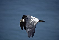 Andean Condor (Vultur gryphus) male soaring over desert coast, Paracas Reserve, Peru