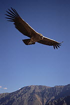 Andean Condor (Vultur gryphus) juvenile riding thermal updraft over 3,400-meter-deep Colca Canyon, Peru
