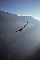 Andean Condor (Vultur gryphus) soaring on thermal updraft over 3,400-meter-deep Colca Canyon, Peru
