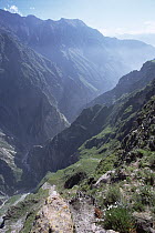 Colca Canyon dropping 3,400 meters from mountaintop to Colca River (deeper than the Grand Canyon), Peru