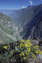 Wildflowers blooming on the edge of Colca Canyon dropping 3,400 meters from mountaintop to Colca River (deeper than the Grand Canyon), Peru