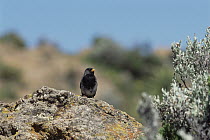 Mourning Sierra-Finch (Phrygilus fruticeti) portrait, on rock, Colca Canyon, Southern Andes, Peru