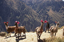 Llama (Lama glama) train carrying goods from village to village in age-old bartering system still used today, Colca Canyon, Southern Andes, Peru