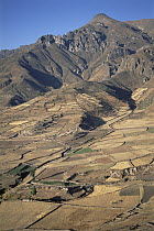 Terraced fields growing barley, potatoes, and other crops for 1,400 years at harvest time during the dry season, Colca Canyon, Southern Andes, Peru