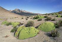 Yareta (Azorella yareta) said to grow only 1 millimeter per year, found above 4, 600 meters altitude, burned for fuel, Pata Pampa, Peru