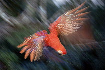 Scarlet Macaw (Ara macao) flying in rainforest canopy, upper Tambopata River, Peruvian Amazon, Peru