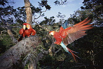 Scarlet Macaw (Ara macao) pair 30 meters high in rainforest canopy, upper Tambopata River, Peruvian Amazon, Peru