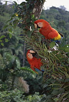 Scarlet Macaw (Ara macao) pair in rainforest canopy, originally hand raised by research center, they now live in the wild, Tambopata-Candamo Reserve, Amazon Basin, Peru