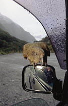 Kea (Nestor notabilis) inspecting parked car, Fox Glacier, Westland National Park, New Zealand