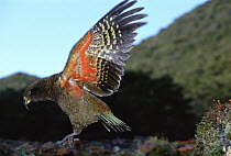 Kea (Nestor notabilis) showing brilliant coloration under wing, Arthur's Pass National Park, Southern Alps, South Island, New Zealand