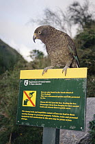 Kea (Nestor notabilis) perched on sign that reads 'Do Not Feed the Keas', Fox Glacier, Westland National Park, South Island, New Zealand