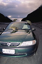 Kea (Nestor notabilis) three parrots working over parked car, chewing on rubber components, Fox Glacier, Westland National Park, South Island, New Zealand