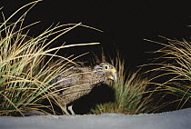 Kea (Nestor notabilis) foraging for alpine plants at night in winter, Fox Glacier, Westland National Park, New Zealand