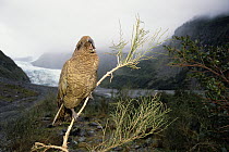 Kea (Nestor notabilis) calling from perch, Fox Glacier, Westland National Park, New Zealand