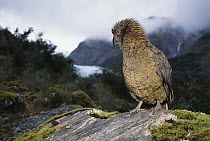 Kea (Nestor notabilis) perched on rock, Fox Glacier, Westland National Park, New Zealand
