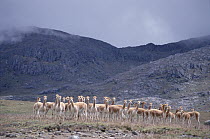 Vicuna (Vicugna vicugna) bachelor male troop in high mountains at 4,300 meters altitude, Llulita, Apurimac, Peruvian Andes, Peru