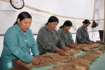 Vicuna (Vicugna vicugna) wool processing plant, women employed from Andean communities are sorting, cleaning and packaging fiber for export, Nazca, Peru