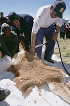 Vicuna (Vicugna vicugna) being shorn for world's finest fiber, Santa Ana de Tusi, Junin, Peruvian Andes, Peru