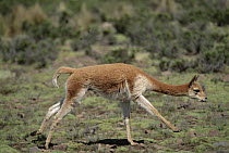 Vicuna (Vicugna vicugna) dominant male running to intimidate rival, Llulita, Apurimac, Peruvian Andes, Peru