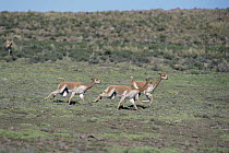 Vicuna (Vicugna vicugna) males chasing each other to establish dominance, Pampa Galeras National Reserve, Peruvian Andes, Peru