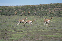 Vicuna (Vicugna vicugna) males chasing to establish dominance, Pampa Galeras National Reserve, Peruvian Andes, Peru
