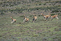 Vicuna (Vicugna vicugna) males chasing to establish dominance, Pampa Galeras National Reserve, Peruvian Andes, Peru