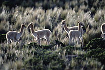 Vicuna (Vicugna vicugna) group of four young in grass, Pampa Galeras National Reserve, Peruvian Andes, Peru
