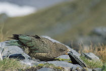 Kea (Nestor notabilis) turning stones in search for food, Southern Alps, Fox Glacier, Westland National Park, South Island, New Zealand