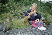 Kea (Nestor notabilis) endemic, playfully investigating child and her toys, Fox Glacier, Westland National Park, South Island, New Zealand