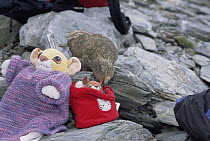 Kea (Nestor notabilis) playfully investigating child's toys, Fox Glacier, Westland National Park, South Island, New Zealand