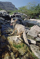 Sechuran Fox (Lycalopex sechurae) drinking from spring-fed stream in northern dry forest habitat, Cerro Chaparri, Lambayeque Province, Peru
