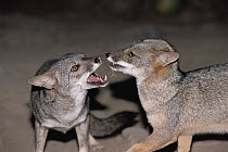 Sechuran Fox (Lycalopex sechurae) social group members squabbling while foraging at night, Cerro Chaparri, Lambayeque Province, Peru
