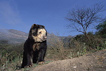 Spectacled Bear (Tremarctos ornatus) older male in dry forest natural habitat, rehabilitation center in Andean foothills, Cerro Chaparri, Peru