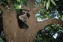 Spectacled Bear (Tremarctos ornatus) male resting in tree, rehabilitation center in Andean foothills, Cerro Chaparri, Peru