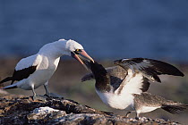 Nazca Booby (Sula granti) large fledgling being fed by parent near nest site, Genovesa Tower Island, Galapagos Islands, Ecuador