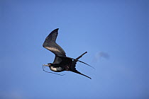 Great Frigatebird (Fregata minor) female carrying nesting material, Genovesa Tower Island, Galapagos Islands, Ecuador