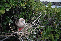 Red-footed Booby (Sula sula) brown morph nesting in Mangrove (Avicennia sp), Tower Island, Galapagos Islands, Ecuador