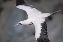 Red-footed Booby (Sula sula) white morph flying, Tower Island, Galapagos Islands, Ecuador