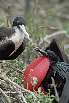 Great Frigatebird (Fregata minor) recently formed pair, female inspecting male in courtship display with extended gular pouch, Genovesa Tower Island, Galapagos Islands, Ecuador