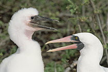 Nazca Booby (Sula granti) pair guarding large chick, Genovesa Tower Island, Galapagos Islands, Ecuador